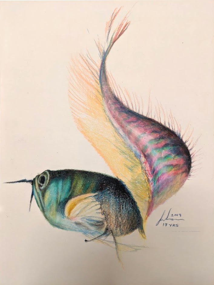 coloured pencil drawing of a colourful fish on a white background
